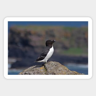 Razorbill on a cliff Sticker